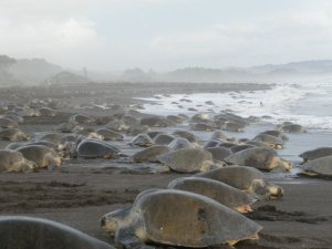 turtles coming onshore