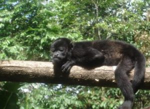 howler monkey hanging out