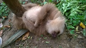 Sloth laying on the ground