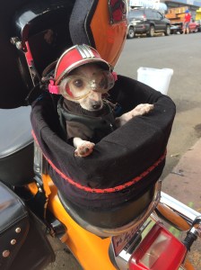 Motorcycle dog