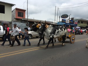 Ox and oxcart in parade