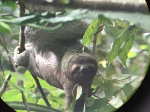 sloth costa rica