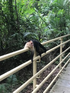 monkey costa rica