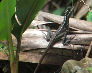Basilisk Costa Rica
