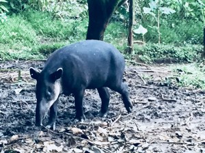 Tapir looking for food